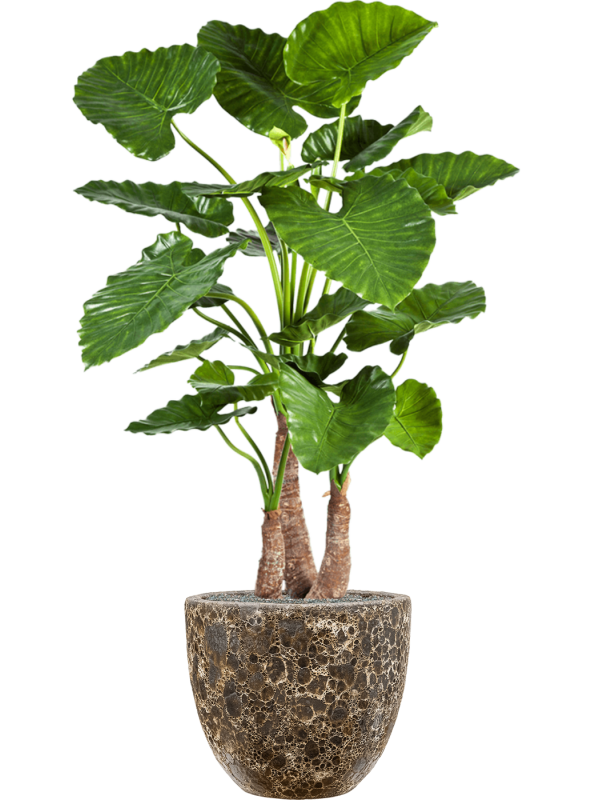 Alocasia calidora