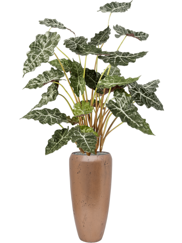 Alocasia