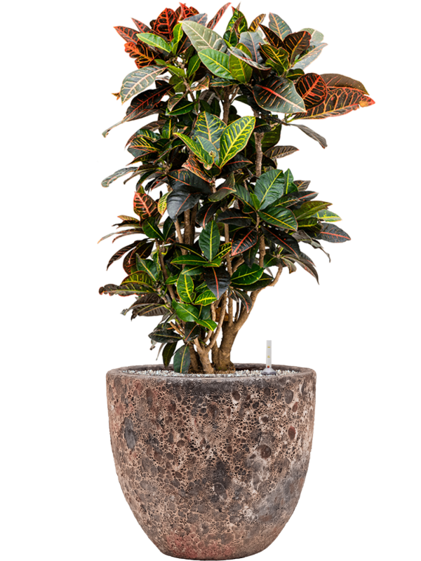 Codiaeum
