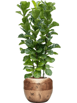 Ficus lyrata