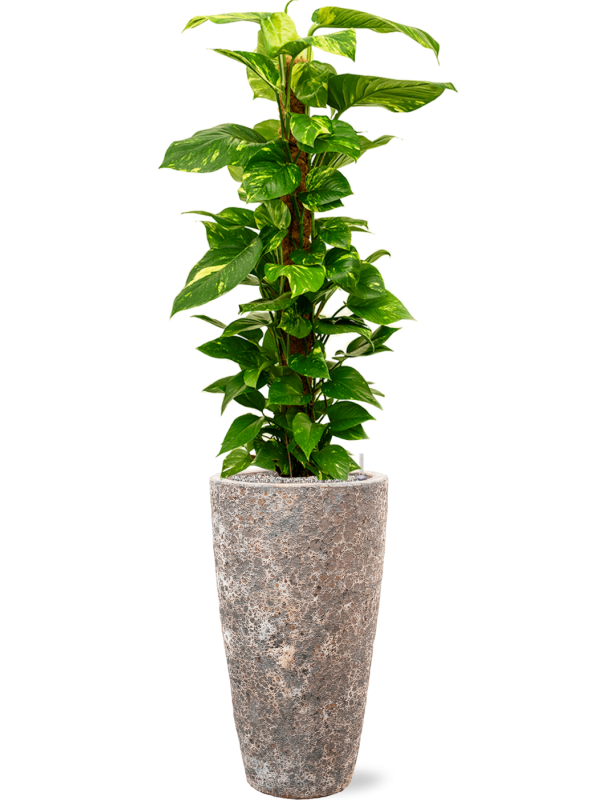 Philodendron ´Brasil´