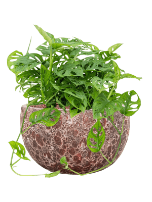 Philodendron ´Monkey Face´