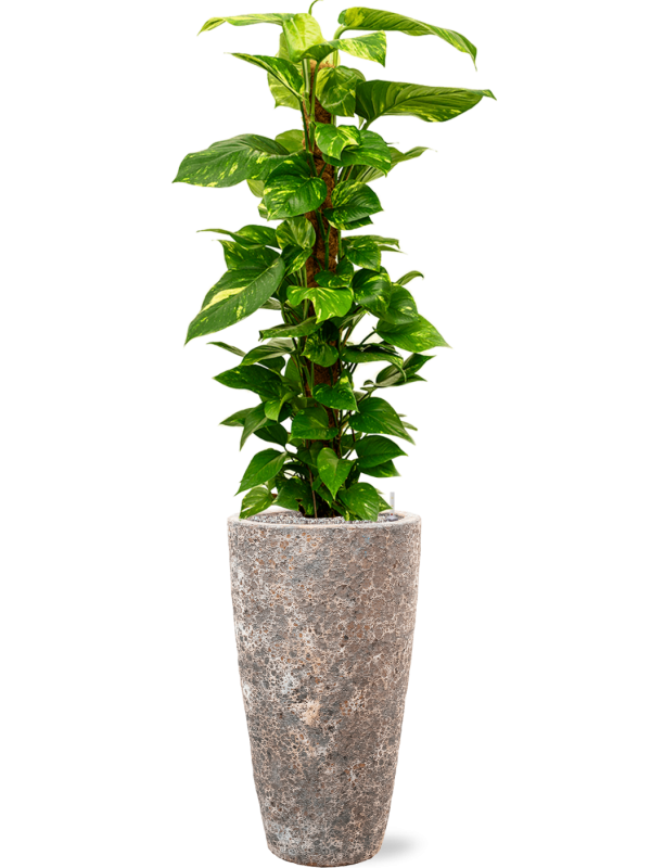 Philodendron - Brasil