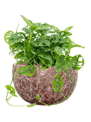 Philodendron - Monkey Face